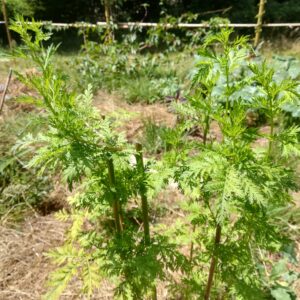 Artemisia annua